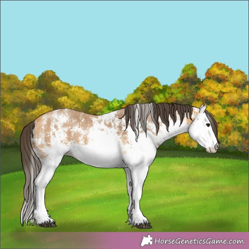 Horse Color:White Spotted Buckskin 