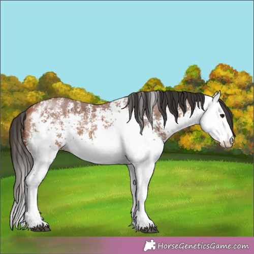 Horse Color:White Spotted Bay 