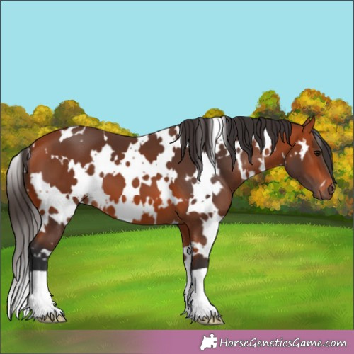 Horse Color:White Spotted Bay 