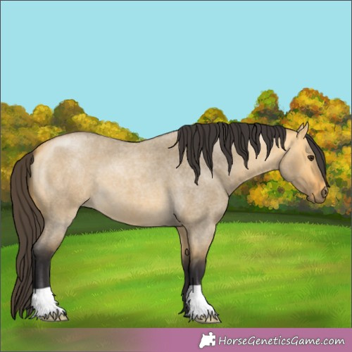 Horse Color:Buckskin Roan Dun 