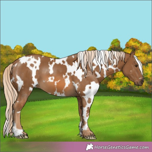 Horse Color:White Spotted Chocolate Palomino 