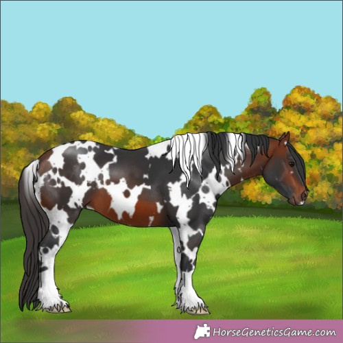 Horse Color:White Spotted Brown 
