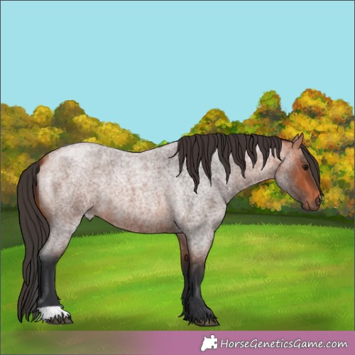Horse Color:Bay Roan 
