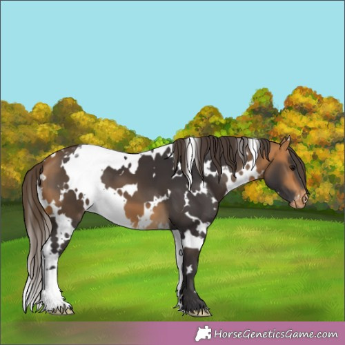 Horse Color:White Spotted Buckskin Appaloosa 
