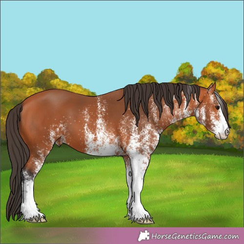 Horse Color:White Spotted Brown 
