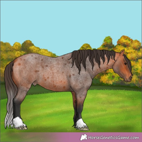 Horse Color:Bay Roan 