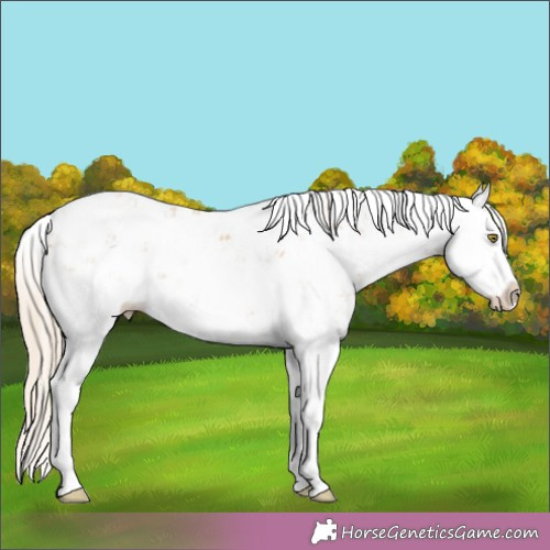 Horse Color:Chestnut Pearl Sabino Splash