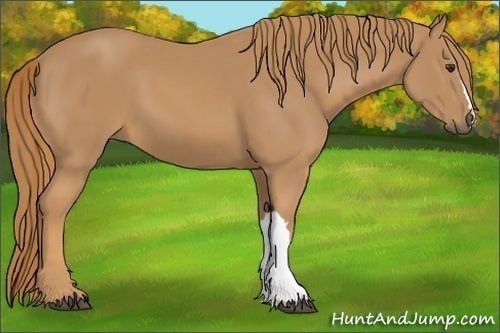 Horse Color: Chestnut 