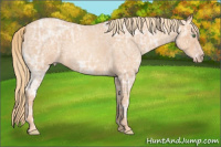 Horse Color:Gold Champagne Ice Roan