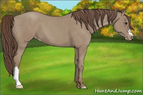 Horse Color:Classic Champagne Appaloosa 
