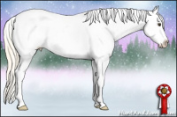 Horse Color:Palomino Splash Appaloosa 