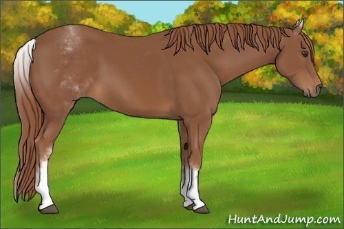 Horse Color:White Spotted Chestnut Sabino 