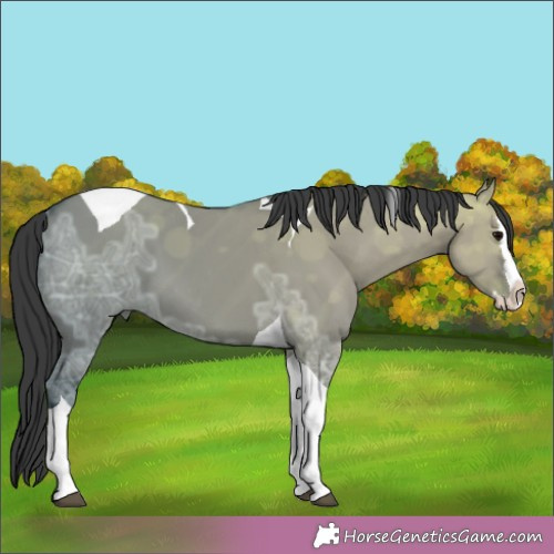 Horse Color:Grullo Ice Splash Tobiano 