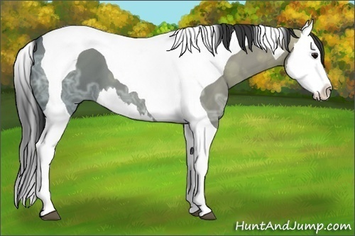 Horse Color:Grullo Ice Splash Tobiano