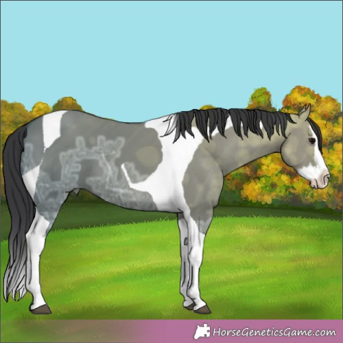 Horse Color:Grullo Ice Splash Tobiano 