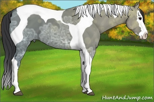 Horse Color:Grullo Ice Splash Tobiano 