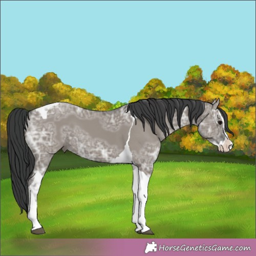 Horse Color:Grullo Ice Splash Tobiano 
