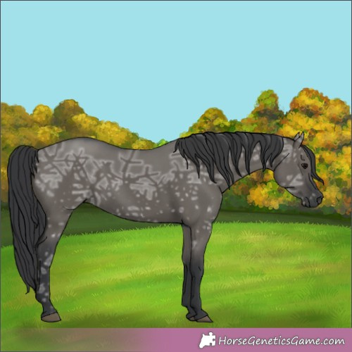 Horse Color:Grullo Ice Rabicano 