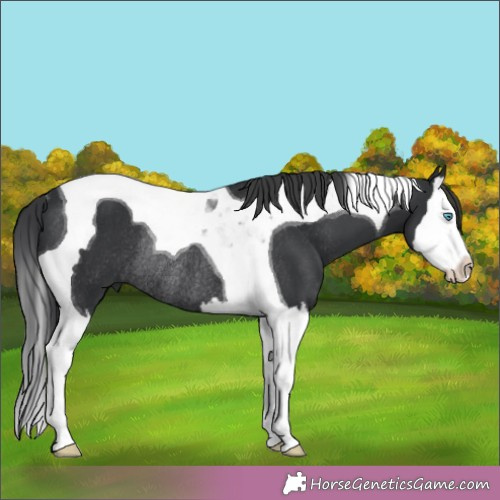 Horse Color:Black Splash Tobiano Rabicano 