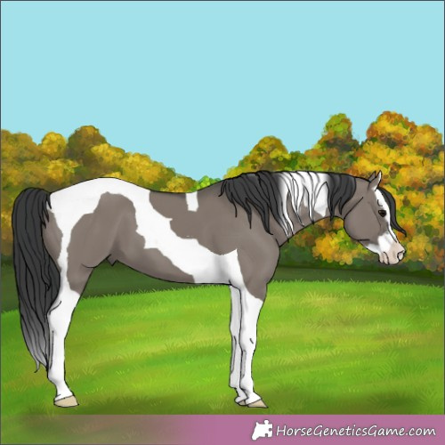 Horse Color:Grullo Splash Tobiano 