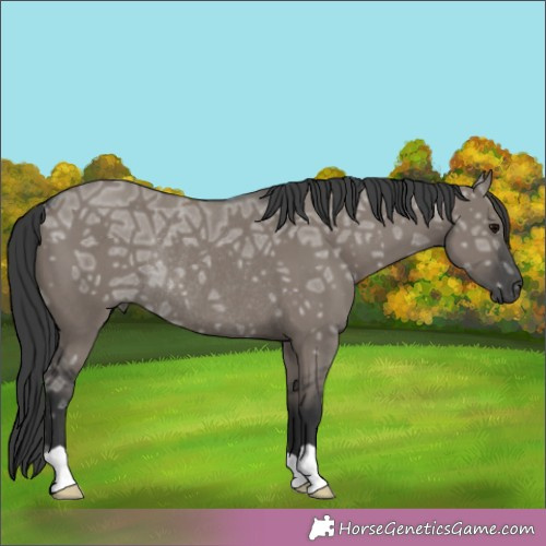 Horse Color:Grullo Ice Rabicano 