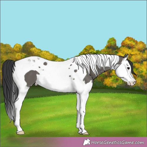 Horse Color:Grullo Splash Tobiano 