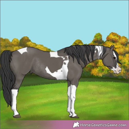 Horse Color:Grullo Splash Tobiano Rabicano 