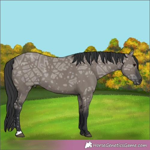 Horse Color:Grullo Ice Rabicano 