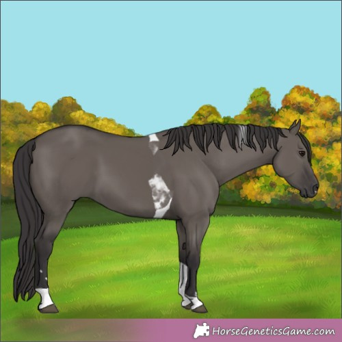 Horse Color:Smoky Grullo Tobiano 