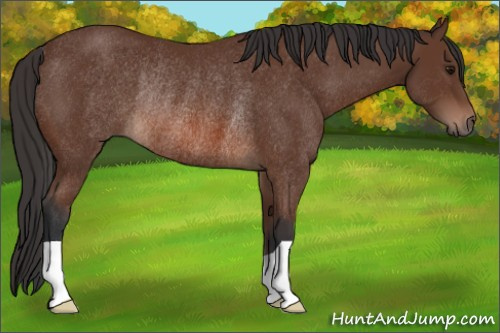 Horse Color: Bay Rabicano 