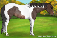 Horse Color:Bay Tobiano Rabicano
