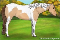 Horse Color:Bay Dun Tobiano Varnish 