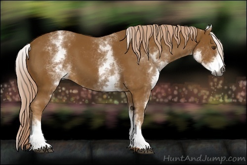 Horse Color:Gray White Spotted Palomino 