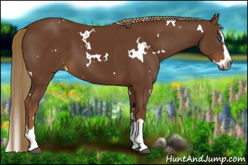 Horse Color:Gray White Spotted Chestnut Sabino Splash 