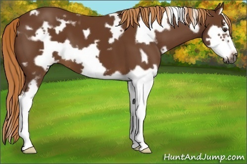 Horse Color:Gray White Spotted Chestnut Splash Frame