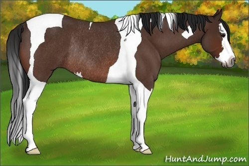 Horse Color:Gray Bay Roan Splash Tobiano Rabicano 