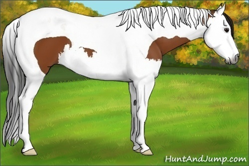 Horse Color:Gray Bay Splash Tobiano 