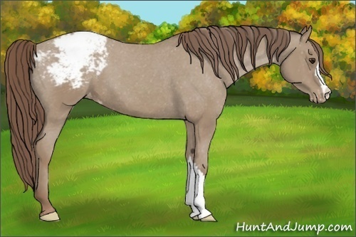 Horse Color:Classic Champagne Appaloosa 
