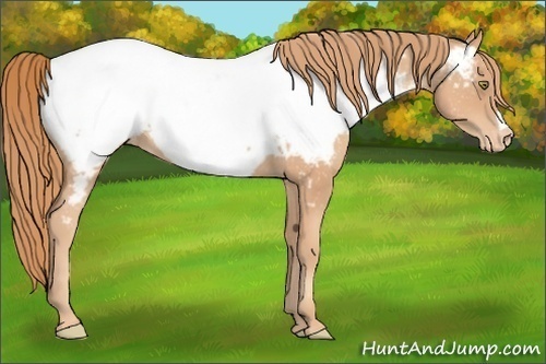 Horse Color:Gold Champagne Near Fewspot 