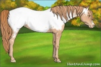Horse Color:Gold Champagne Near Fewspot 