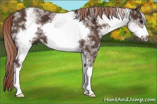 Horse Color:White Spotted Liver Chestnut Frame