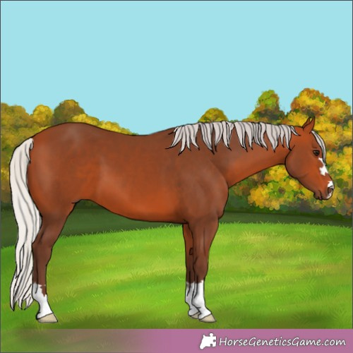 Horse Color:Silver Brown 