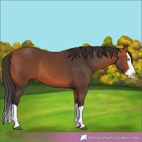 Horse Color:Bay Splash 