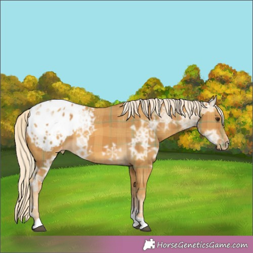 Horse Color:Plaid  Palomino Ice Appaloosa 