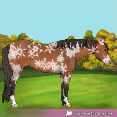 Horse Color:Bay Ice Appaloosa 