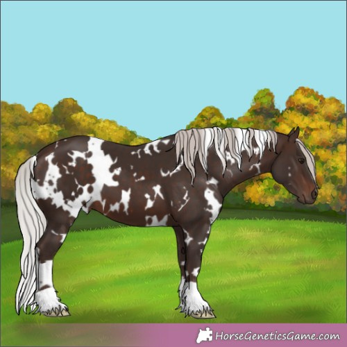 Horse Color:White Spotted Silver Brown 