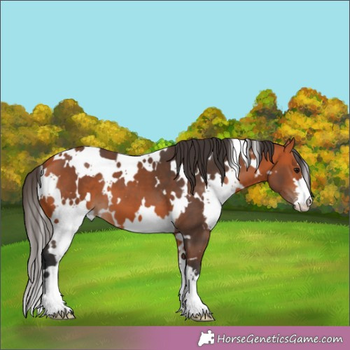 Horse Color:White Spotted Bay 