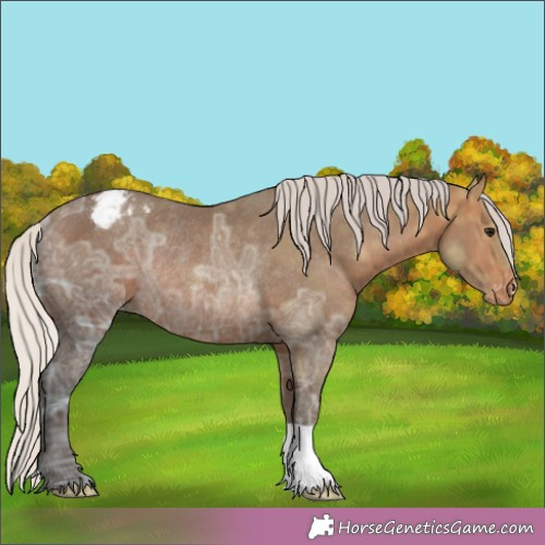 Horse Color:Silver Brown Ice Appaloosa Rabicano 