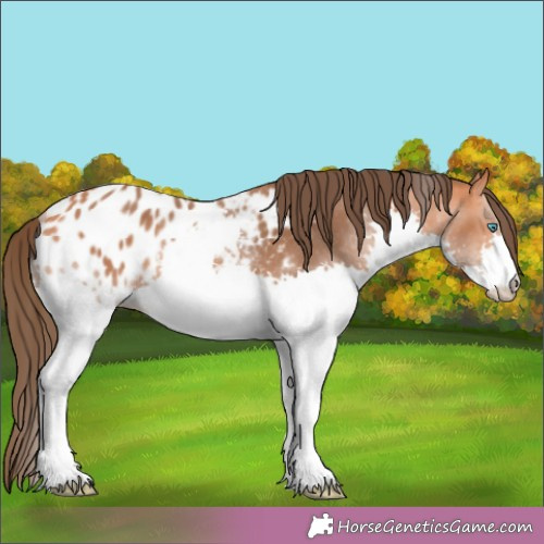Horse Color:Bay Splash Appaloosa Rabicano 