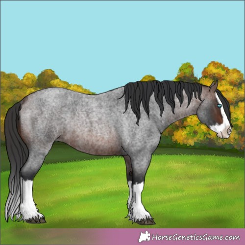 Horse Color:Brown Roan Splash Rabicano 